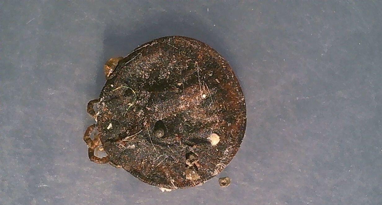 Carios vespertilionis Latreille, 1796