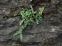 Asplenium trichomanes