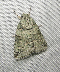 Blenina squamifera