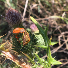 Carpocoris mediterraneus