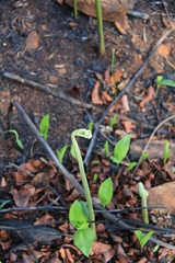 Pteridium aquilinum subsp. capense image