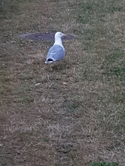 Larus argentatus