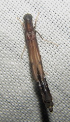 Atractocerus brevicornis
