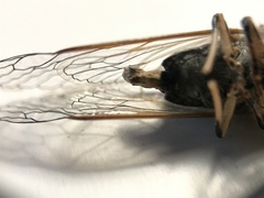 Massospora platypediae