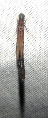 Atractocerus brevicornis