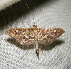 Nausinoe geometralis