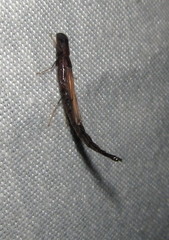 Atractocerus brevicornis