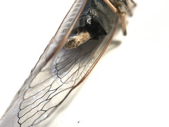 Massospora platypediae