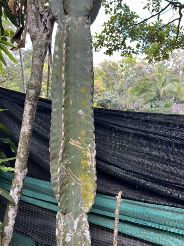 Foto de Mandacaru