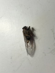 Massospora platypediae