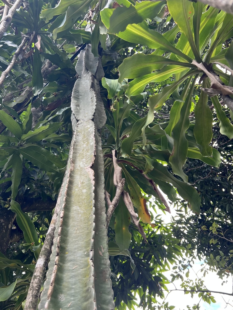 Foto de Mandacaru
