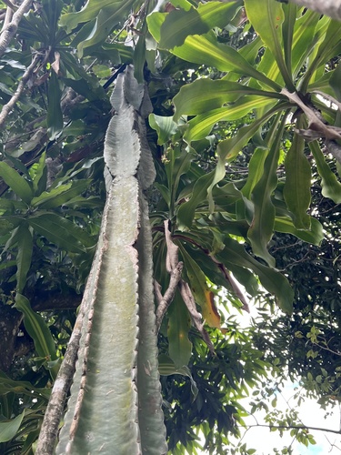 Mandacaru