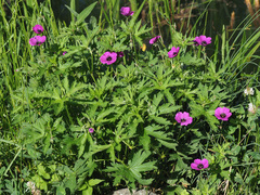 Geranium psilostemon