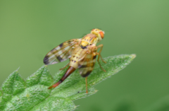 Terellia tussilaginis