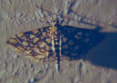 Lygropia rivulalis