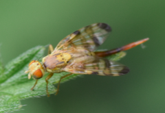 Terellia tussilaginis