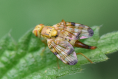 Terellia tussilaginis