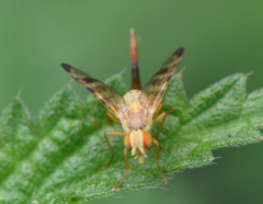 Terellia tussilaginis