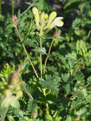 Scutellaria ossethica