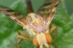 Terellia tussilaginis