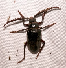 Prionus californicus