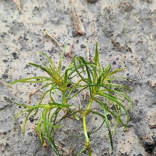 Najas affinis