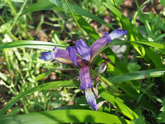Iris colchica