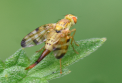 Terellia tussilaginis
