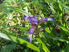 Iris colchica