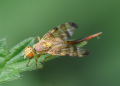 Terellia tussilaginis
