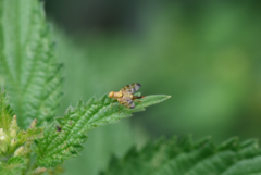 Terellia tussilaginis