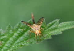 Terellia tussilaginis