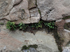 Asplenium ruta-muraria
