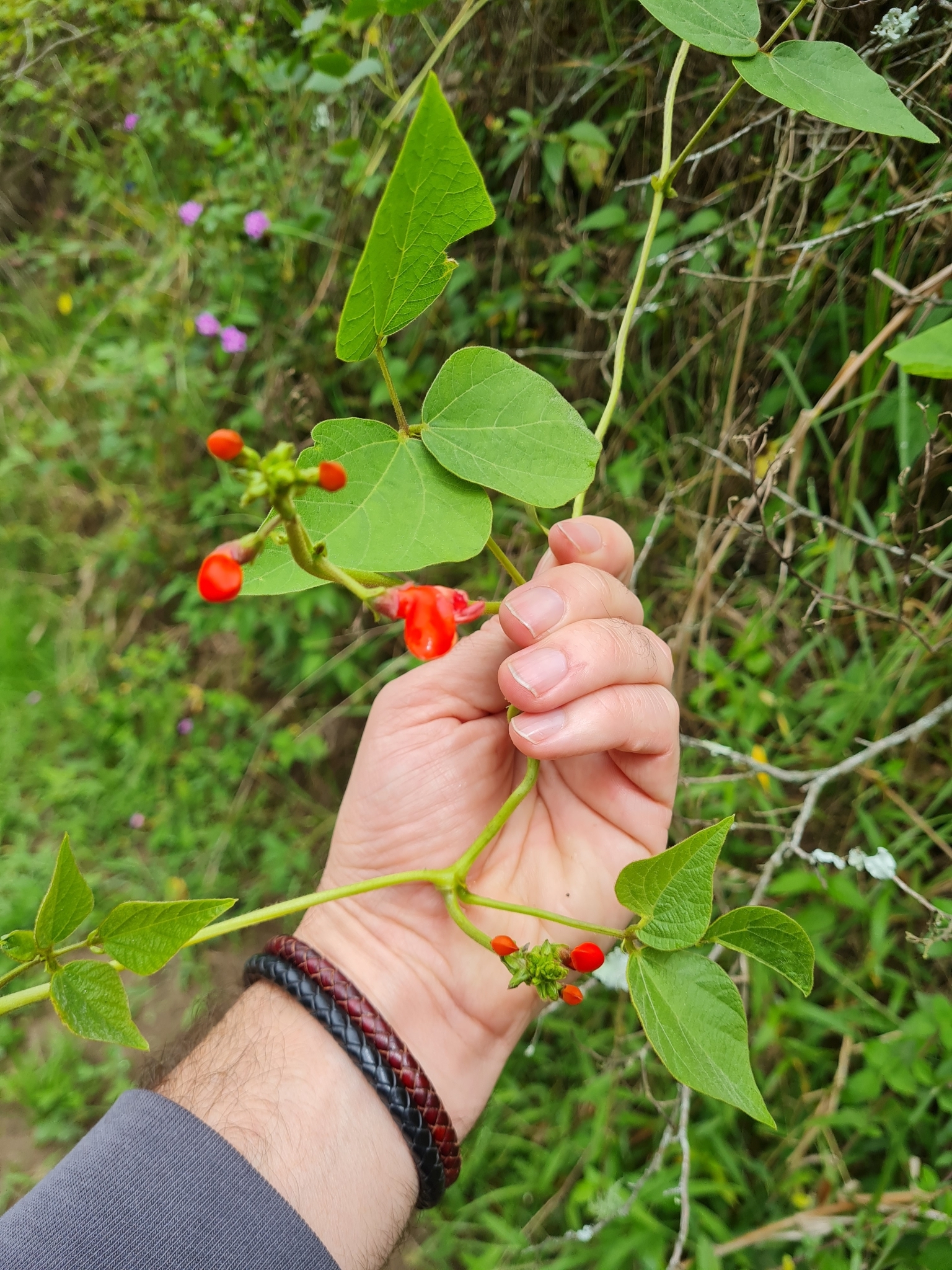 Imagem de Feijão-de-corda