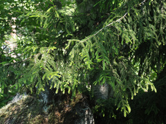 Picea orientalis