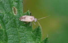 Compsidolon salicellum