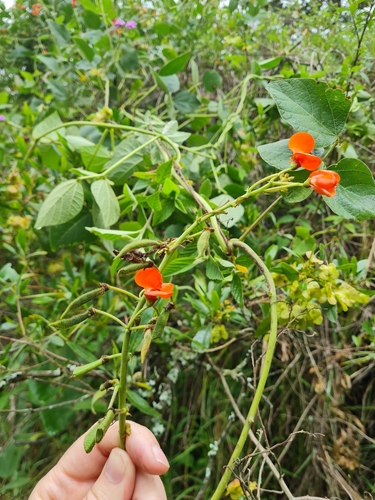 Foto de Feijão-de-corda