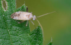 Compsidolon salicellum