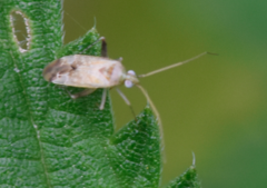 Compsidolon salicellum