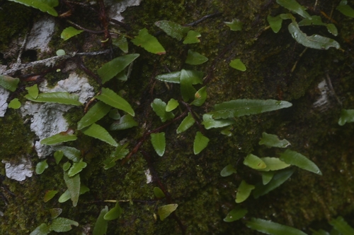 Davallia angustata observed 2025-01-16