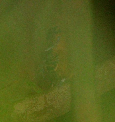 Black-headed Antbird (Percnostola rufifrons), photo 2
