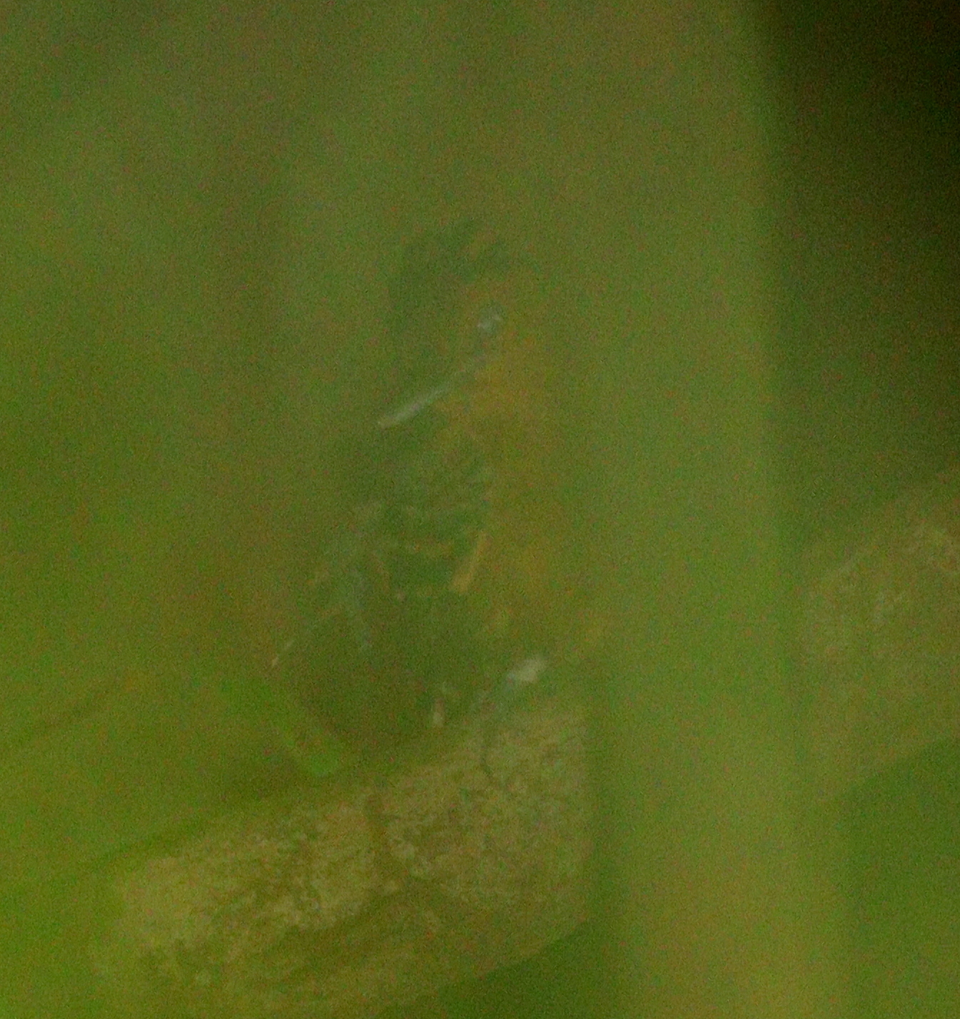 Black-headed Antbird (Percnostola rufifrons), photo 2