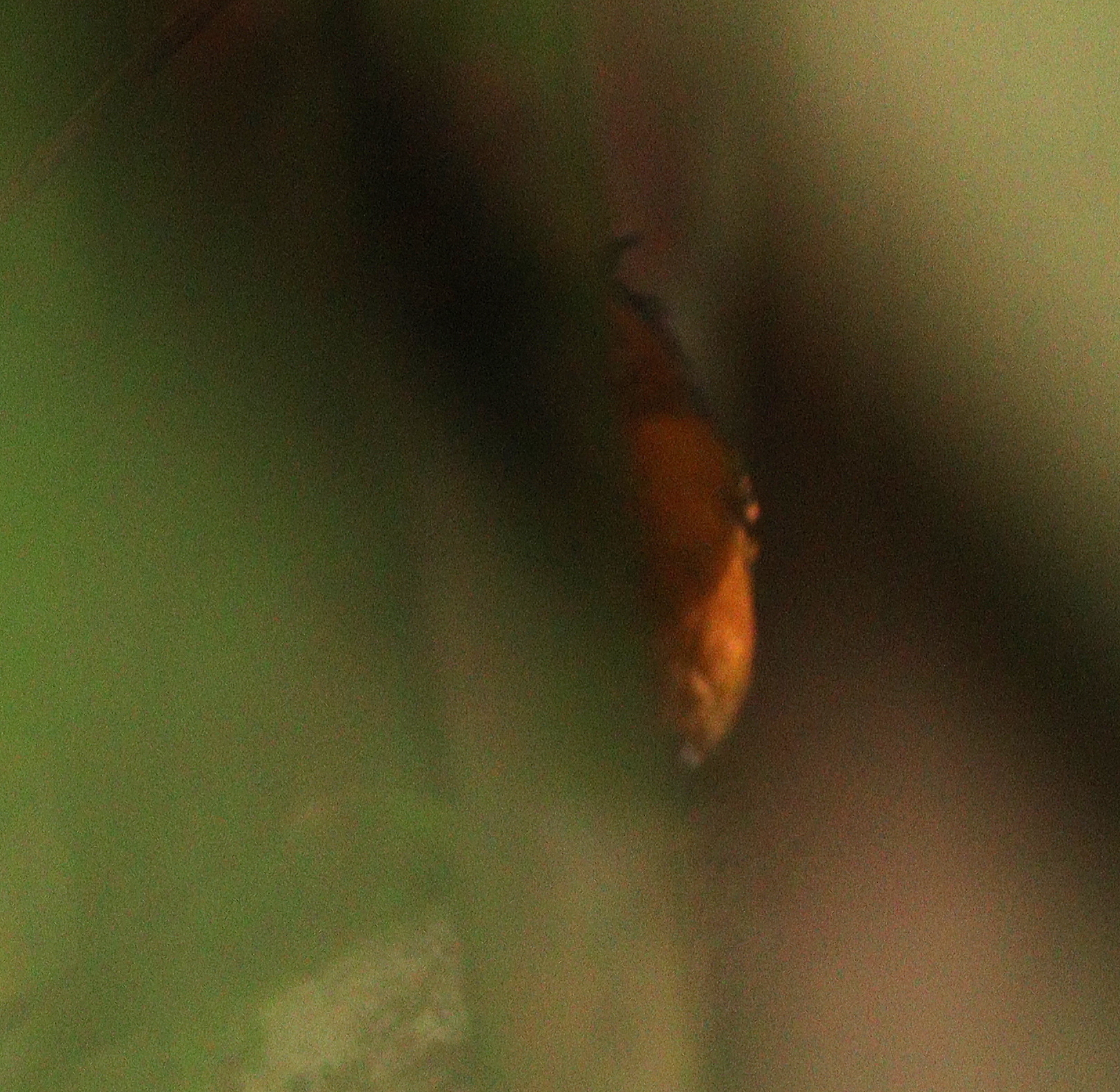 Black-headed Antbird (Percnostola rufifrons), photo 5