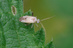 Compsidolon salicellum