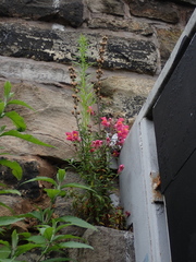 Antirrhinum majus