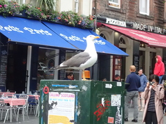 Larus fuscus