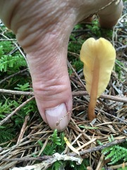 Cudoniaceae