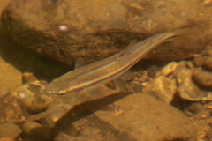 Leuciscinae