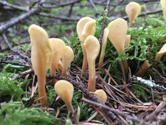 Cudoniaceae