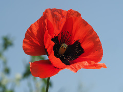 Papaver lateritium